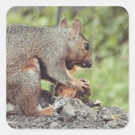 Pegatina Cuadrada Comer ardillas
