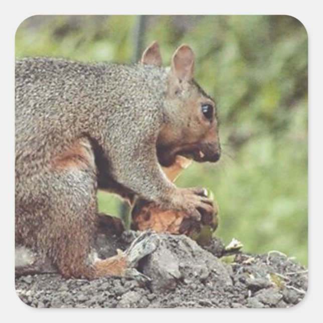 Pegatina Cuadrada Comer ardillas (Anverso)