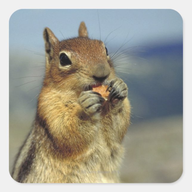 Pegatina Cuadrada Comer ardillas (Anverso)