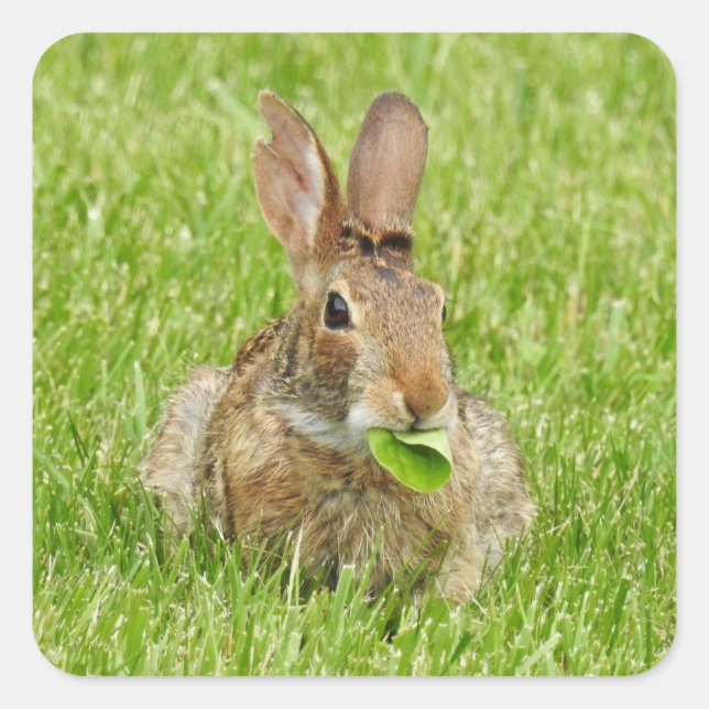 Pegatina Cuadrada Comer de conejo conejo chiquito (Anverso)