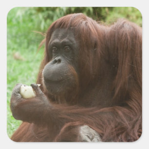 Pegatina Cuadrada Comer Orangutan