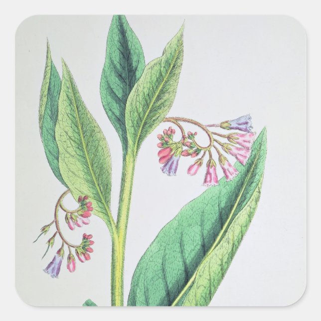 Pegatina Cuadrada Comfrey común, plato MCXVI, c.1800 (Anverso)