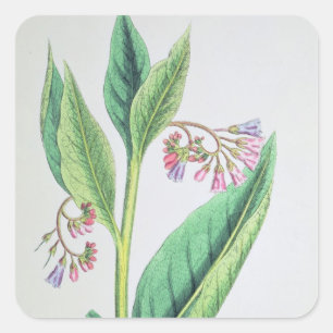 Pegatina Cuadrada Comfrey común, plato MCXVI, c.1800