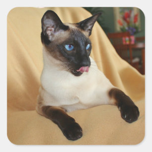 Pegatina Cuadrada Cómico foco de foco para gato siamés que se pega l