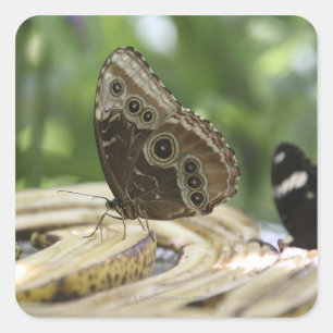 Pegatina Cuadrada Comida para mariposas