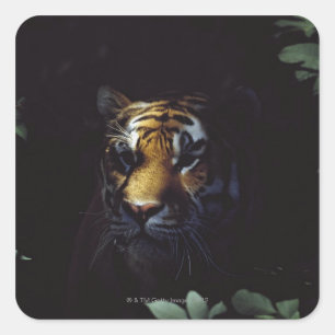 Pegatina Cuadrada Compañeros del Tigre Siberiano (Panthera Tigris Al