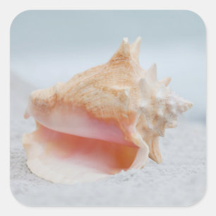 Pegatina Cuadrada Conch Shell