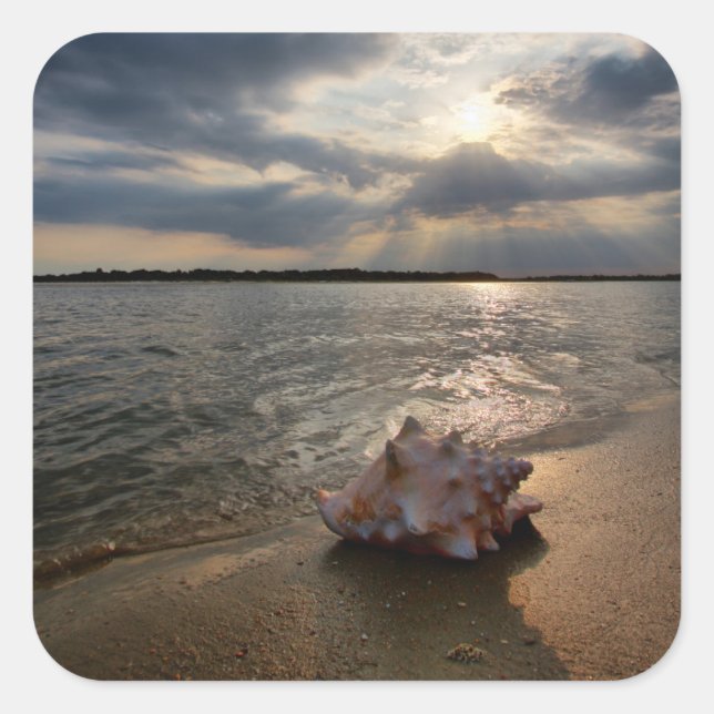 Pegatina Cuadrada Conch Shell En La Playa | St. Augustine, Fl (Anverso)