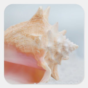Pegatina Cuadrada Conch Shell Florida