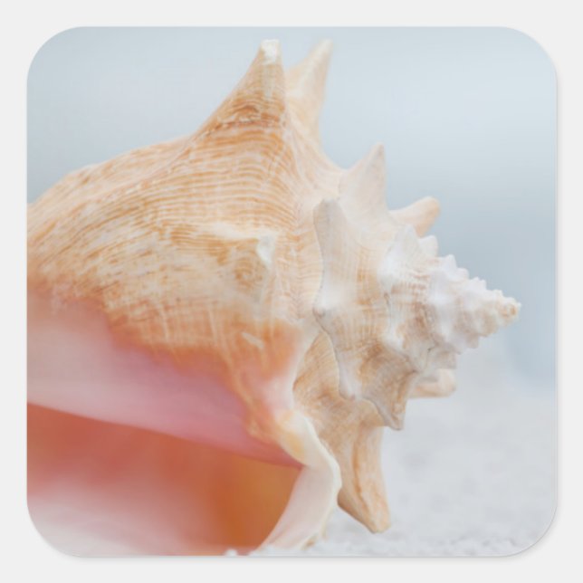 Pegatina Cuadrada Conch Shell | Florida (Anverso)