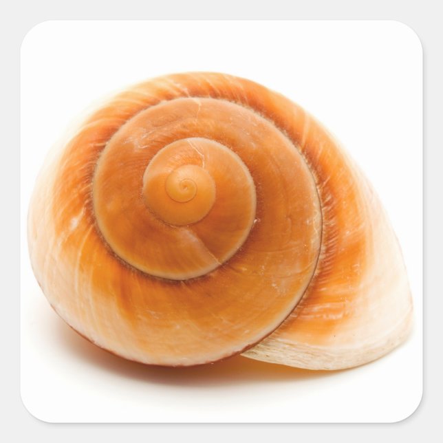 Pegatina Cuadrada Concha (Anverso)