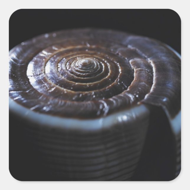 Pegatina Cuadrada Concha de cono (Anverso)