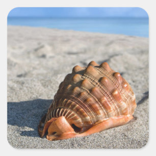 Pegatina Cuadrada Concha de mar, concha gigante, Cypraeacassis rufa