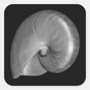 Pegatina Cuadrada Concha de nautilo en blanco y negro