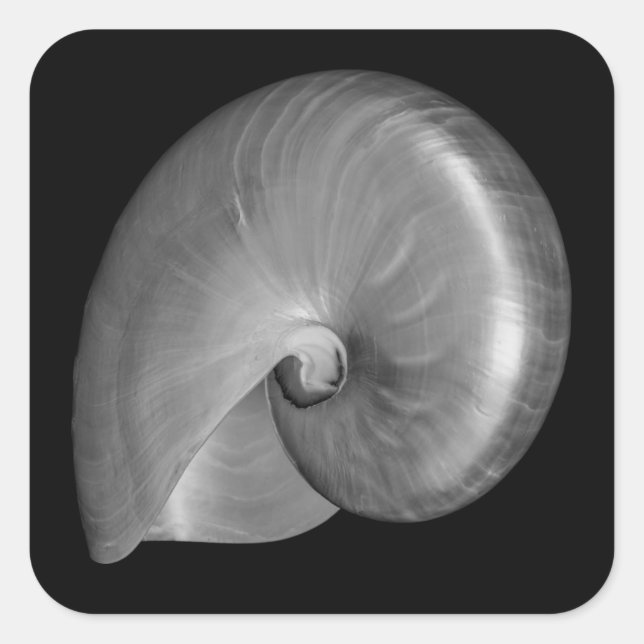 Pegatina Cuadrada Concha de nautilo en blanco y negro (Anverso)