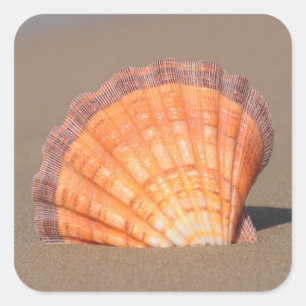 Pegatina Cuadrada Concha de peregrino el Shell  Creta, Grecia