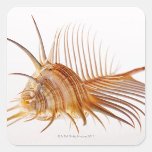 Pegatina Cuadrada Concha de Venus Comb Murex (pectina de Murex) fren