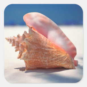 Pegatina Cuadrada Concha Shell en la playa 2