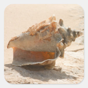 Pegatina Cuadrada conchas marinas en la playa