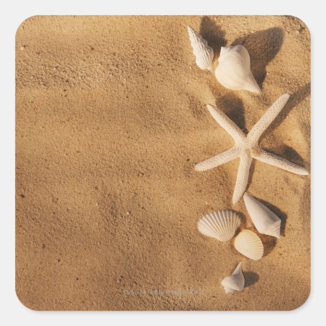 Pegatina Cuadrada Conchas marinas sobre la arena (Anverso)