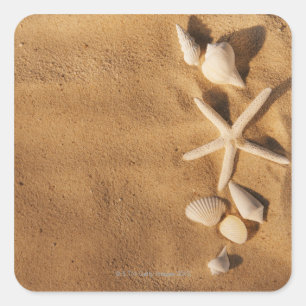 Pegatina Cuadrada Conchas marinas sobre la arena