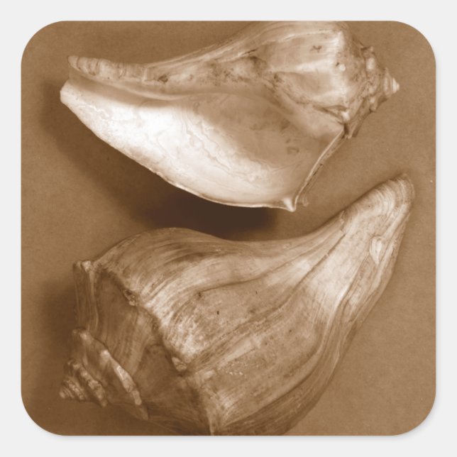 Pegatina Cuadrada Conchas sensuales (Anverso)