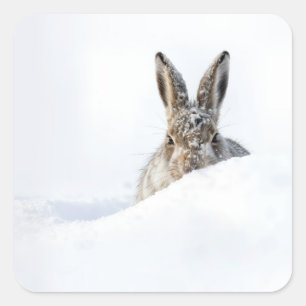Pegatina Cuadrada Conejo asomándose sobre un montón de nieve
