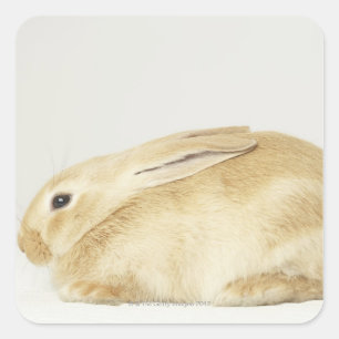 Pegatina Cuadrada Conejo beige sobre fondo blanco 4
