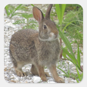 Pegatina Cuadrada Conejo Cottontail