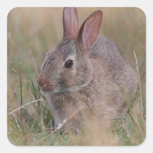 Pegatina Cuadrada Conejo de bebés en la hierba