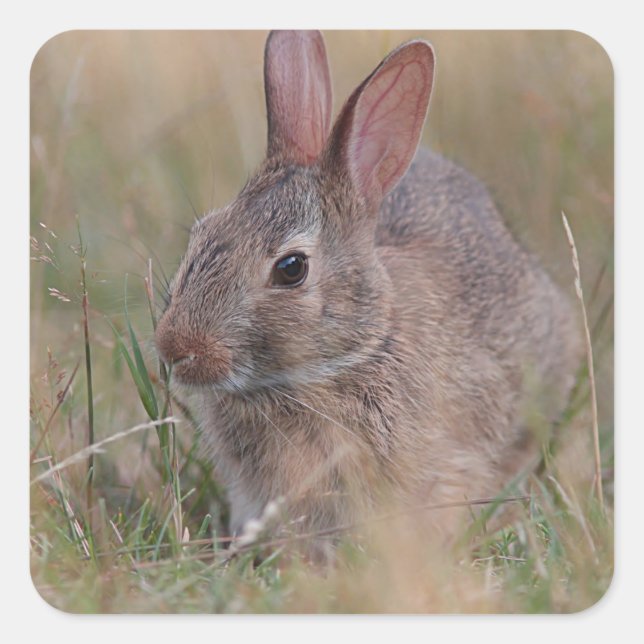 Pegatina Cuadrada Conejo de bebés en la hierba (Anverso)