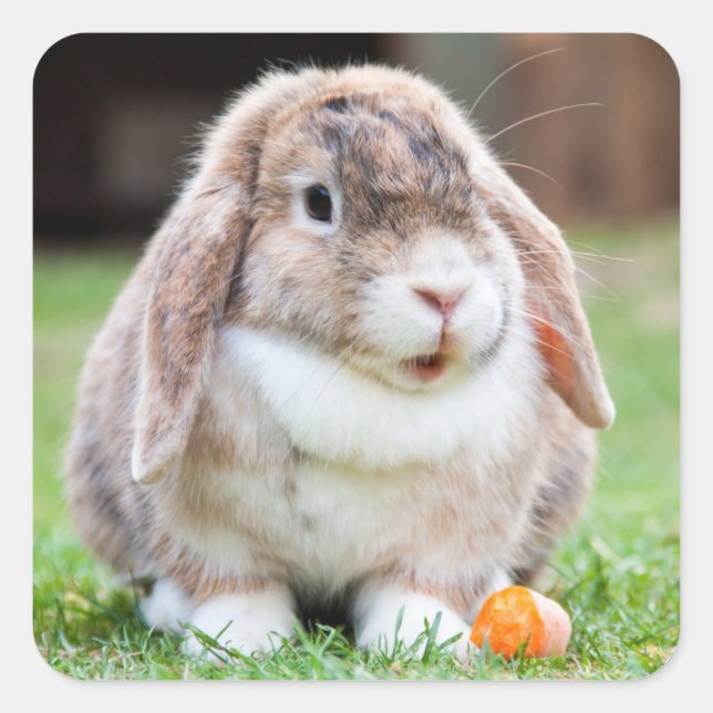 Pegatina Cuadrada Conejo de conejo de conejito pequeño Holland (Anverso)