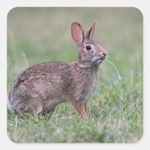 Pegatina Cuadrada Conejo en la hierba