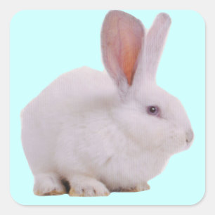 Pegatina Cuadrada Conejo Kawaii Lindo