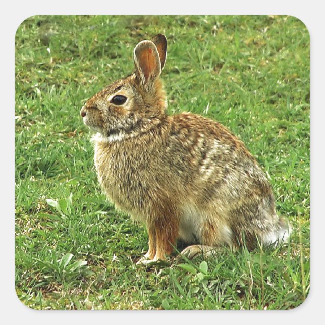 Pegatina Cuadrada Conejo marrón (Anverso)