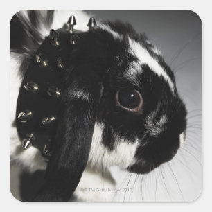 Pegatina Cuadrada Conejo negro y blanco con collar disecado