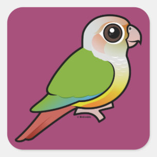 Pegatina Cuadrada Conure de cinnamon de tono verde pálido