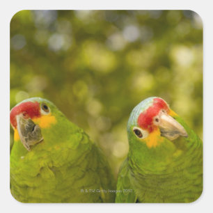 Pegatina Cuadrada Copan, Honduras