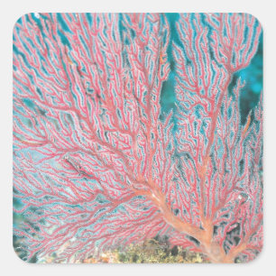 Pegatina Cuadrada Coral Gorgonano 3