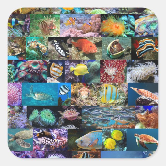 Pegatina Cuadrada Coral Reef Marine Fish Animals Nature Entusiastas (Anverso)