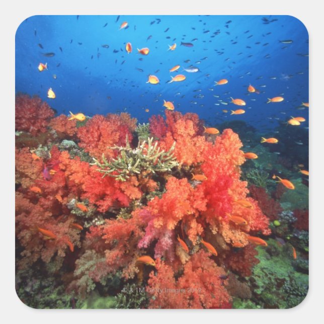 Pegatina Cuadrada Coral y pescado (Anverso)