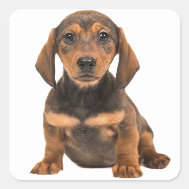 Pegatina Cuadrada Corazón de amor de perro marrón chicharrón (Anverso)