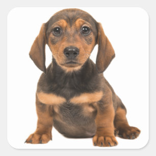 Pegatina Cuadrada Corazón de amor de perro marrón chicharrón
