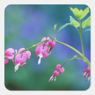 Pegatina Cuadrada Corazones sangrantes rosados en jardín. Créditos c