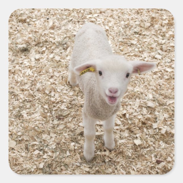 Pegatina Cuadrada Cordero (Anverso)