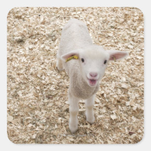 Pegatina Cuadrada Cordero