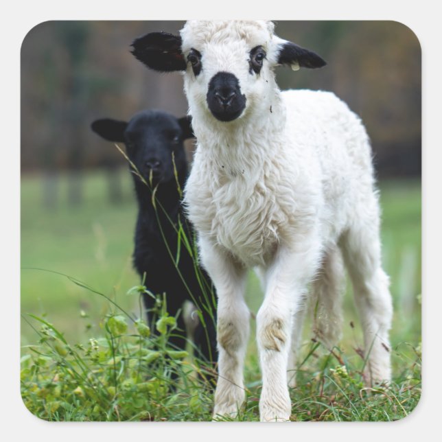 Pegatina Cuadrada Cordero (Anverso)