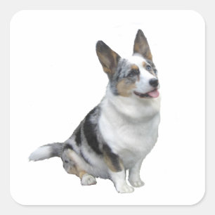 Pegatina Cuadrada Corgi Galés Blue Merle