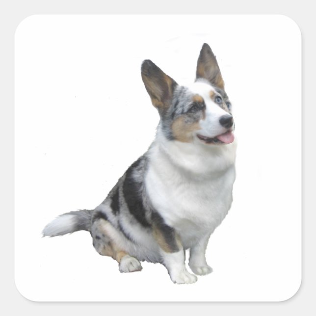 Pegatina Cuadrada Corgi Galés Blue Merle (Anverso)