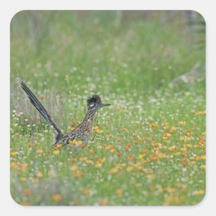 Pegatina Cuadrada Correcaminos Grande, Geococcyx